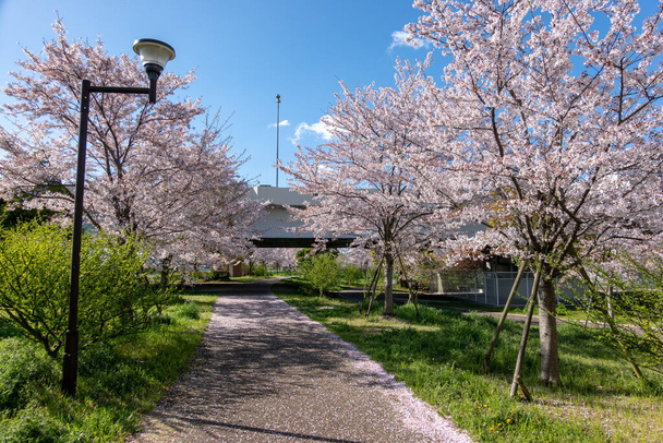 日本、東京の桜 - 写真・画像