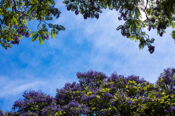 青いスカイラインとジャカランダの木の上の低角度ビュー - 写真・画像