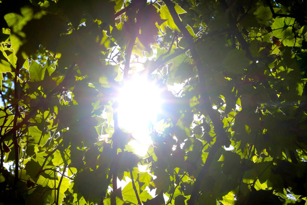 De zon schijnt door de groene takken van de bomen - Foto, afbeelding
