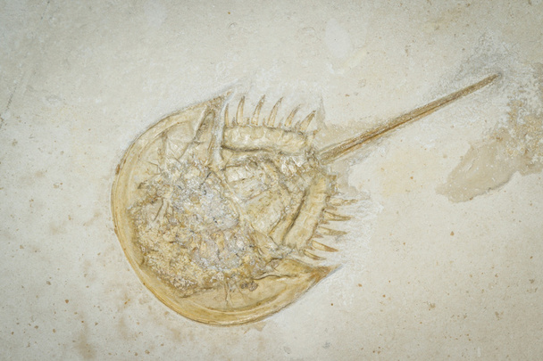 trilobite fossil - Photo, Image