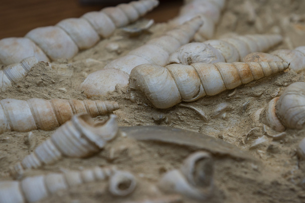 tengeri kagyló fosszíliák  - Fotó, kép