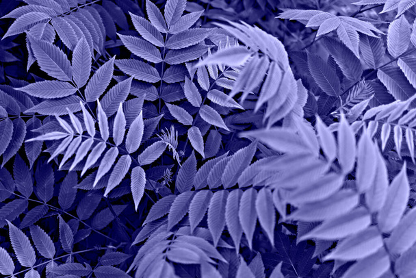 lila violett Pflanzenhintergrund mit blauen Blättern von Ebereschenzweigen Nahaufnahme in trendigen Farben des Jahres 2022 sehr peri Kopierraum, Schönheit in der Natur, getönt, Tapete, selektiver Fokus - Foto, Bild