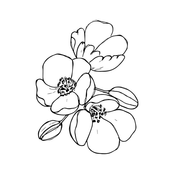Blooming cherry. Sakura branch with flower buds. Black and white drawing of a blossoming tree in spring. Logo with Japanese cherry blossoms. Tattoo. Linear Art. - Wektor, obraz