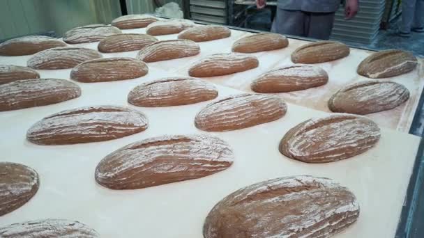 Syrové bochníky lahodného žitného chleba na pásovém dopravníku, které se přesouvají do trouby. Moderní automatizovaná pekárna. Potravinářský průmysl - Záběry, video