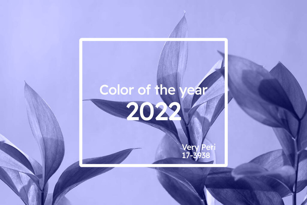 2022 yılının rengi. Yumuşak menekşe mavisi arkaplanda Ruskus çiçeği - Fotoğraf, Görsel