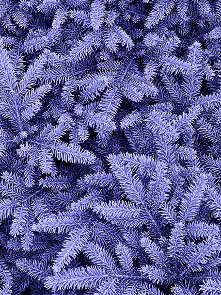 Κάτοψη των κλαδιών ερυθρελάτης, φυσικό φόντο τονισμένο στο πολύ peri χρώμα του 2022 - Φωτογραφία, εικόνα