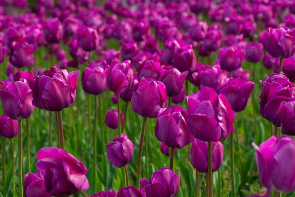 purple tulip flowers bloom in the garden. beautiful floral closeup nature background in summer - Photo, Image