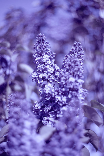 Gros plan beau fond violet frais avec des fleurs lilas. Plante floue foyer doux - Photo, image