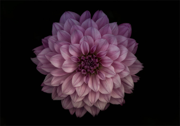 Extreme Κλείσιμο του Wet Pink Colored Dahlia Flower με μαύρο φόντο Bokeh - Φωτογραφία, εικόνα