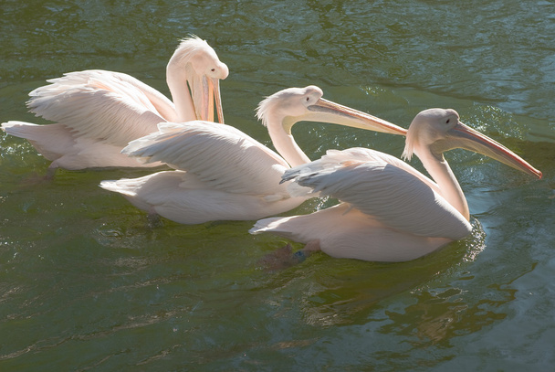 Grupa wielkie białe pelikany - Zdjęcie, obraz