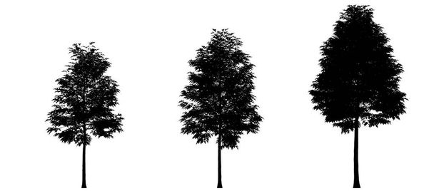 boom silhouet geïsoleerd op witte achtergrond - Foto, afbeelding