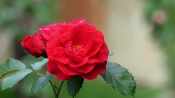 Красная роза крупным планом в природе в летний день - Кадры, видео