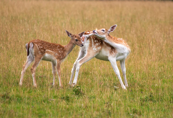 European Fallow Deer (Dama dama) in a country park in the UK - Photo, Image