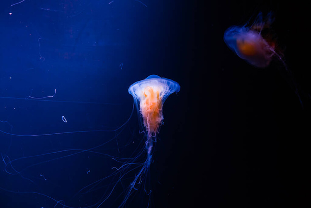Jellyfish Classic Blue Pantone color of the year against a deep blue background - Fotó, kép