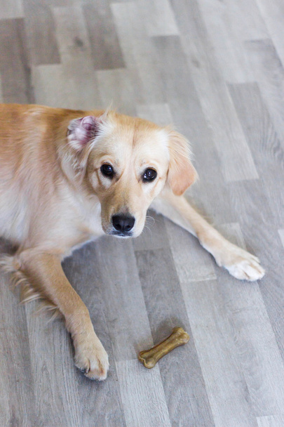 aranyos kutya, fedett padló fektetése - Fotó, kép