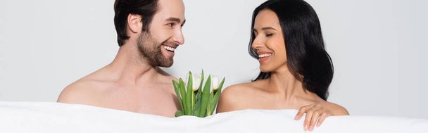 happy shirtless man looking at smiling woman near white blanket and tulips isolated on grey, banner - Foto, Imagem