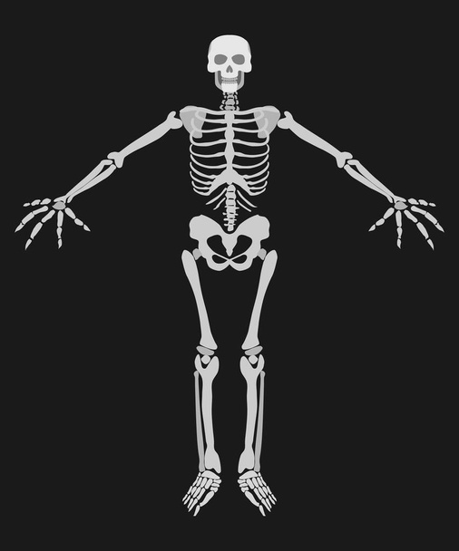 людський скелет на темному тлі простий малюнок. малюнок плоский стиль ілюстрація
 - Фото, зображення