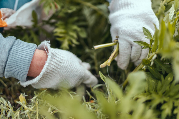 Tuinman snijdt droge plant met snoeischaar. Sluiten. - Foto, afbeelding