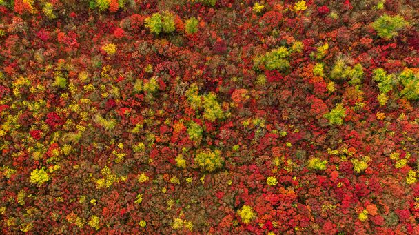 Orangen und roten Herbstwald, viele Bäume auf den Hügeln. Farbiger Hintergrund. - Foto, Bild