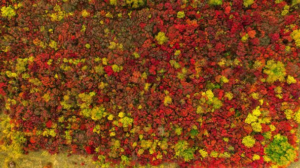 Oranje en rood herfstbos, veel bomen op de heuvels. Gekleurde achtergrond. - Foto, afbeelding