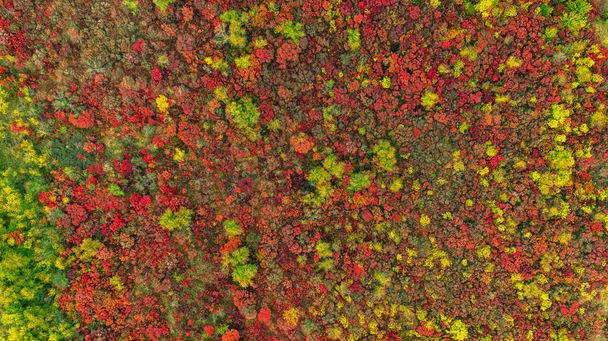 Orangen und roten Herbstwald, viele Bäume auf den Hügeln. Farbiger Hintergrund. - Foto, Bild