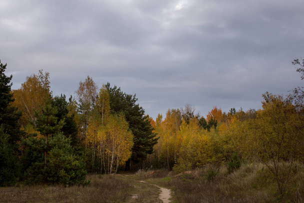 Autumn park and forest under clear clear sky - Фото, зображення