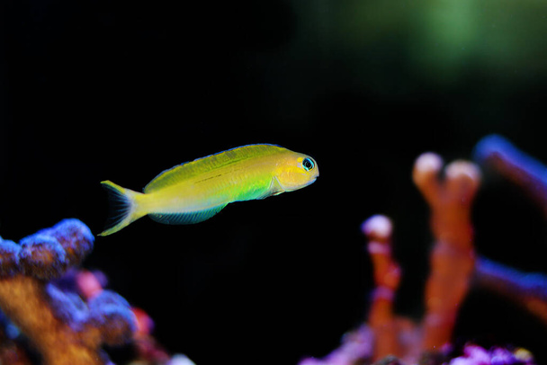 Golden Midas Blenny fish - Ecsenius midas - Photo, Image