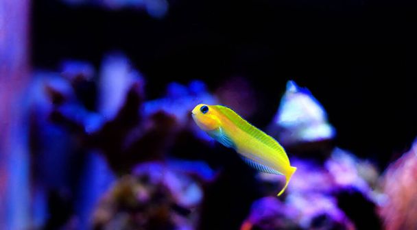 Golden Midas Blenny fish - Ecsenius midas - Photo, Image