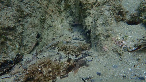 Козел Буччич (Gobius bucchichi) под водой, Эгейское море, Греция, Халкидики - Фото, изображение