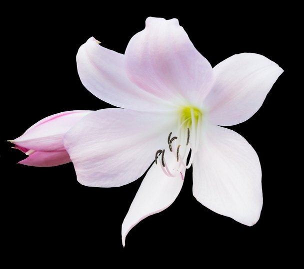 Pink lily - Photo, Image