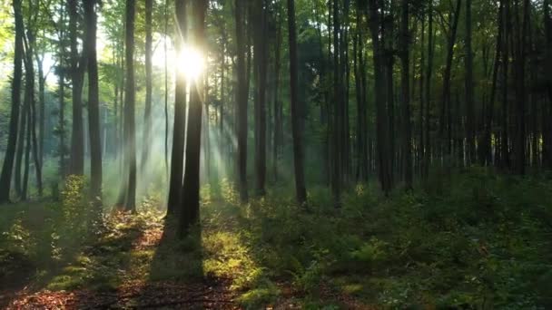 Zöld erdő gyönyörű reggel - Felvétel, videó