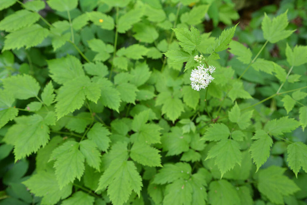 Perennial, rare, poisonous plant Actaea spicata grows in the wild in the woods - Photo, Image