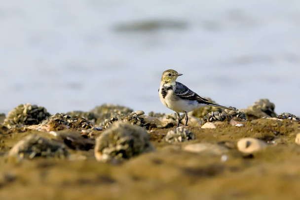 Young wagtail on a stony beach. White Pied Wagtail, Motacilla alba - Photo, Image
