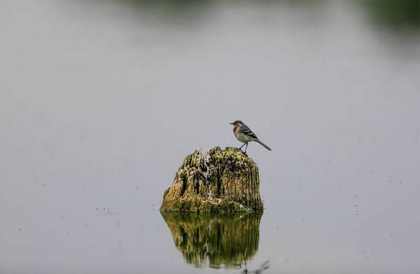 Close-up photo of a young wagtail on a tree stump in the middle of the water surface. White Wagtail, Motacilla alba. - Photo, Image