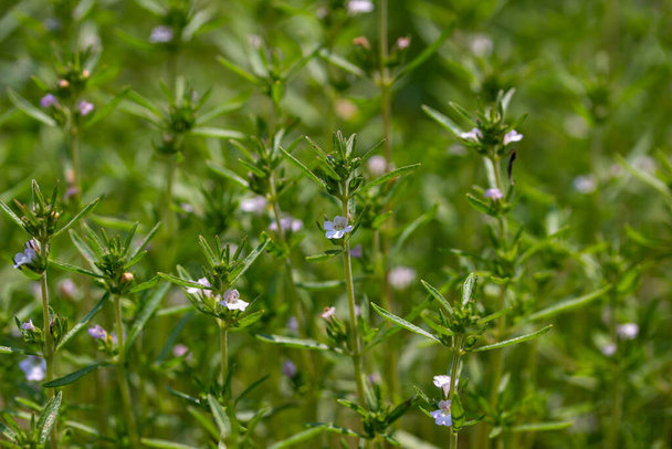 Close up texture background of summer savory herb plants (satureja hortensis) with tiny flowers, growing in a sunny herb garden - Photo, Image