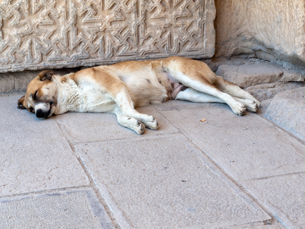 犬シルクロード、トルコの sultanhani 隊商宿で眠っています。 - 写真・画像