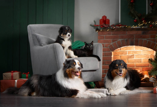 Family of dogs by the fireplace. Australian Shepherd Dogs, Puppy And Cat In Christmas Decorations - Fotografie, Obrázek