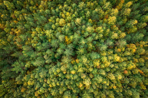 Bosque verde en el lago Siljan desde arriba en Dalarna, Suecia - Foto, imagen