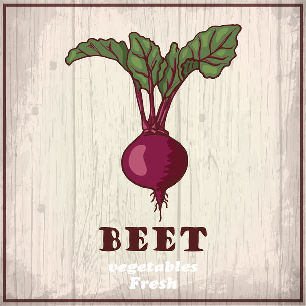 Fresh vegetables sketch background. Vintage hand drawing illustration of a beet - Vecteur, image