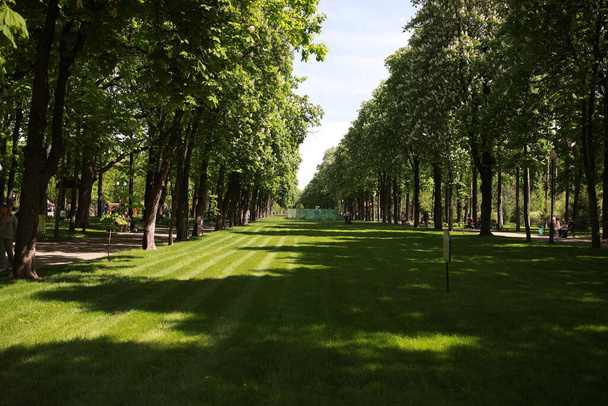 mooi groot groen park met veel bomen en flora - Foto, afbeelding
