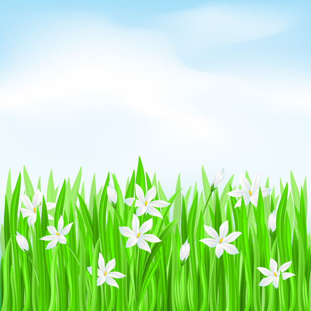 Green grass with white flowers - Вектор,изображение