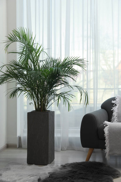 Beautiful green houseplant and comfortable sofa near window in living room. Interior design - Foto, Imagen