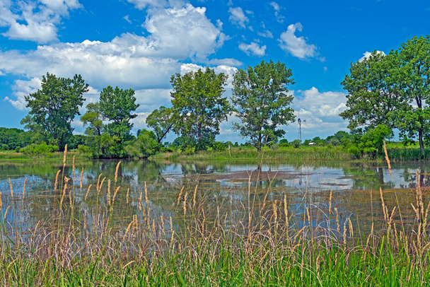 Staw preriowy w letni dzień nad jeziorem Goose Lake Prairie State Natural Area w Illinois - Zdjęcie, obraz