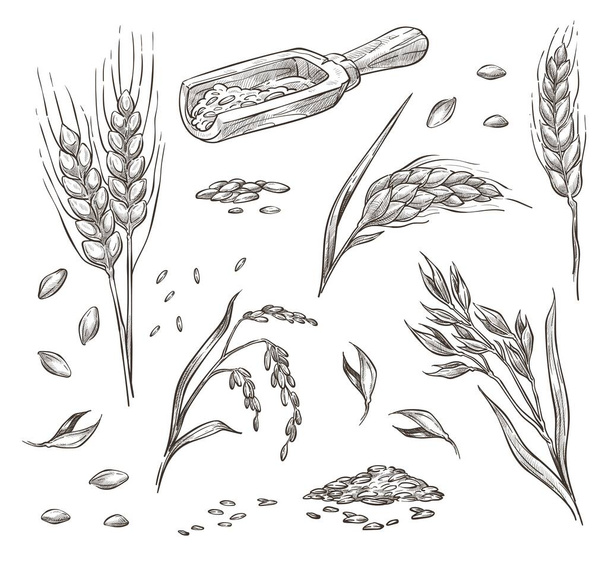 Spikelets of wheat, grain and crops agriculture - Vektor, kép