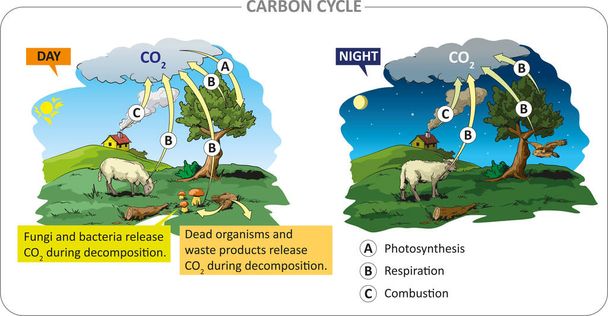 Circulación de carbono. Procesos de vida en el ciclo del carbono: fotosíntesis, respiración, combustión. - Vector, Imagen
