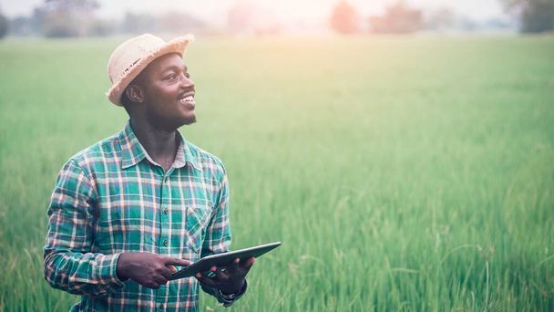Afrikanischer Landwirt mit einer Tablette zur Erforschung von Reis in ökologischen Anbaugebieten. Landwirtschaft oder Anbaukonzept - Foto, Bild