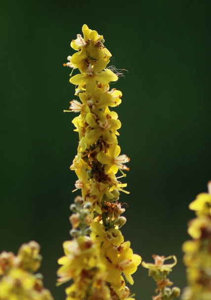 Ένα κίτρινο λουλούδι που ονομάζεται βασιλικό σκήπτρο - Φωτογραφία, εικόνα