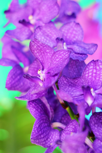 orchidée pourpre fleurs vanda
 - Photo, image