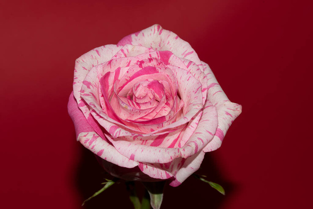arka ruusu kukka punaisella taustalla - Valokuva, kuva
