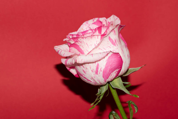 tender rose flower on red background - Photo, Image